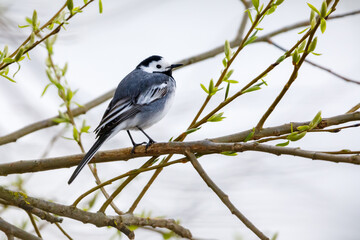 A white wagtail in the hedge