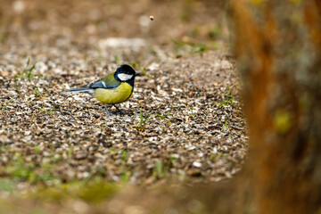 A great tit on the ground