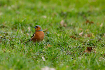 A Chaffinch on a meadow