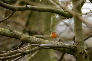 A European robin in the forest