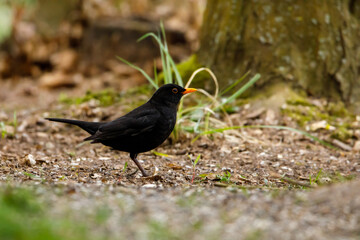 A blackbird on the ground