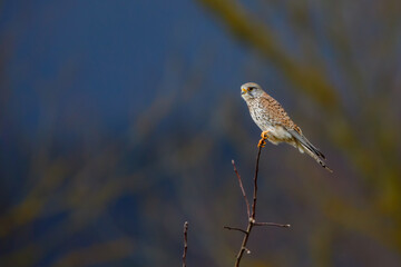 A Kestrel is perching and hunting	