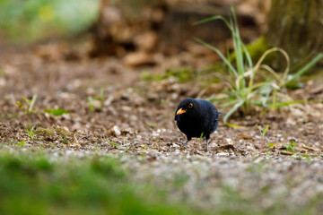 A blackbird on the ground