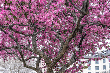 Obraz premium An old moss-covered apple tree in bloom in New England in May. Bright pink flowers create a stunning view and a joyful spring mood.