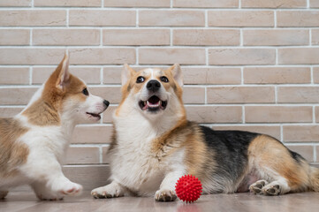 Pembroke Corgi puppy and his mother playing with a red ball. 
