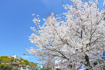青空と満開の桜　春の尾道駅前の風景