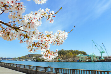 満開に咲いた桜と尾道水道　春の尾道駅前としまなみ海道	