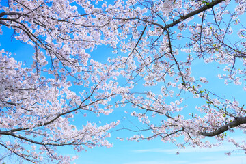 満開の桜と青空　春のお花見イメージ