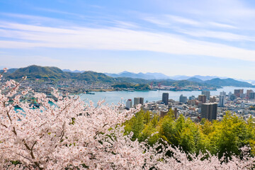 春の千光寺公園から見える、満開の桜と尾道水道	