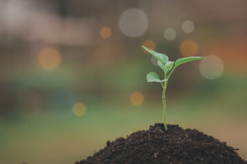 Simple growth plant on the soil, nature and save environment concept, copy space for text bokeh and blur background