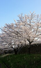 日本の美しい青空と桜のクローズアップ