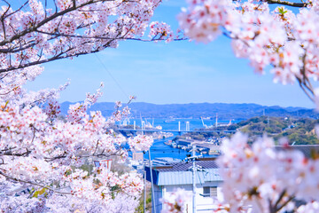 春の尾道水道の景色と満開の桜