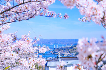 春の尾道水道の景色と満開の桜