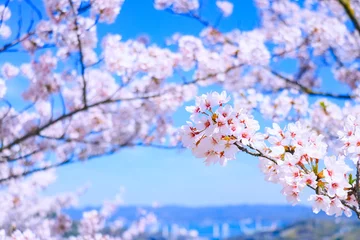 Fotobehang 満開の桜と青空　春のお花見イメージ  © FUIRU