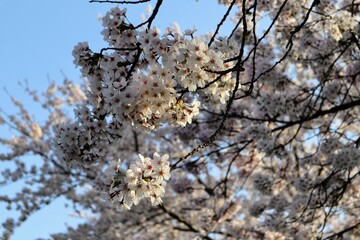 日本の美しい青空と桜のクローズアップ