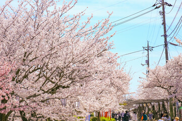 千光寺公園の満開の桜並木　尾道の観光名所