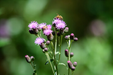 Delicate pink and purple flowers of Carduus nutans plant, commonly known as musk or nodding plumeless thistle, in a garden in a sunny summer day, national flower and symbol of Scotland, United Kingdom