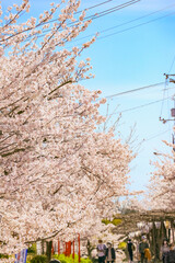 千光寺公園の満開の桜並木　尾道の観光名所