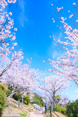春の青空と満開の桜並木道