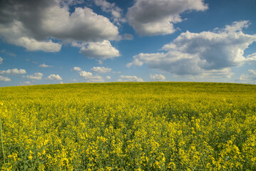 view on a rapeseed field in France