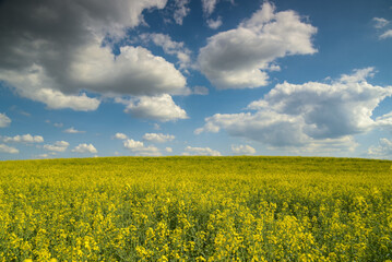 view on a rapeseed field in France