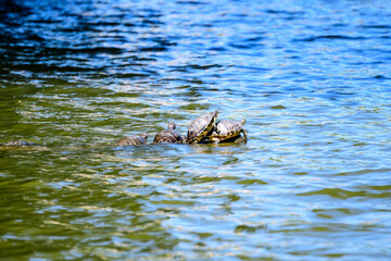 Turtles laying in the sun heat on a wooden piece by a lake in a sunny summer day.