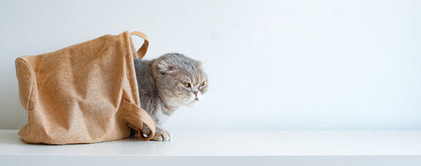 striped gray mischievous kitten tricky looks out of the bag with its eyes on a white background.