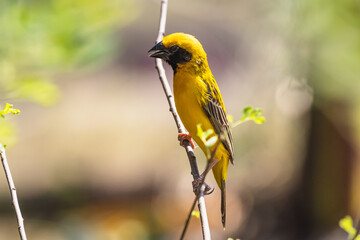 The Asian golden weaver (male) on the branch in Thailand.