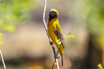 The Asian golden weaver (male) on the branch in Thailand.