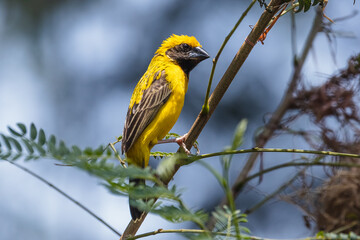 The Asian golden weaver (male) on the branch in Thailand.