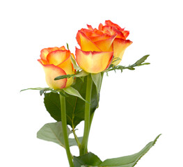 Obraz premium Rose with a yellow to orange gradient of color in the petals 
