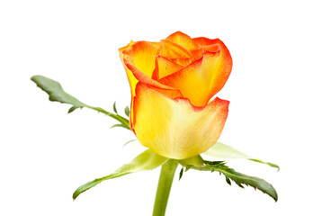 Rose with a yellow to orange gradient of color in the petals 