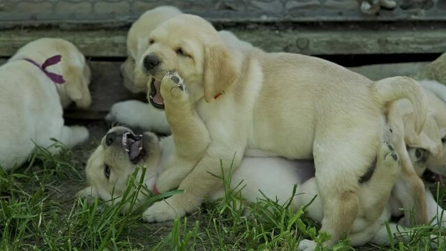 Cute yellow puppies Labrador Retriever playing in green grass, 4k