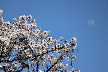 日本の青空と桜と月
