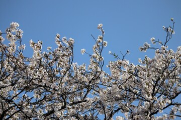 美しい青空と桜の風景