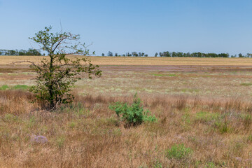 Fototapeta premium Crimean steppe, summer landscape photo