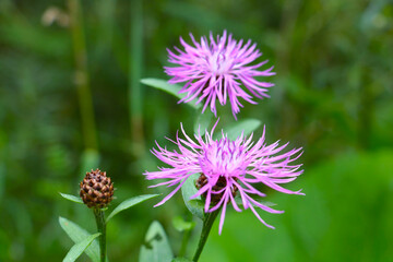 Flowering bright cornflower in the meadow in the spring. The background of nature.