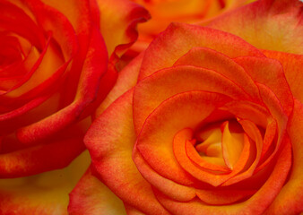 Rose with a yellow to orange gradient of color in the petals macro