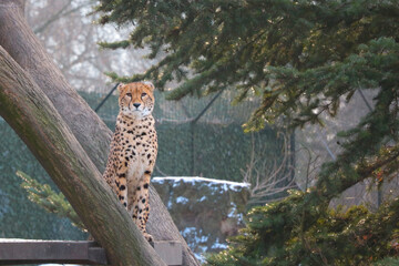 On the tree sits a beautiful fast cheetah.