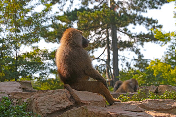 Baboon is a genus of primates from the monkey family. Regarding the number of species belonging to the genus of baboons.