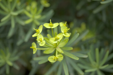 Flora of Gran Canaria -  small green yellow flowers of Euphorbia regis-jubae, 
King Juba's...