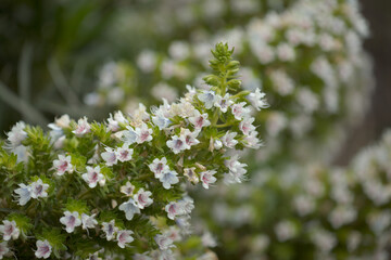 Flora of Gran Canaria - Echium decaisnei, white bugloss endemic to Canary Islands natural macro floral background
