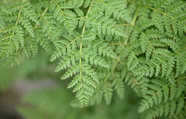 Flora of Gran Canaria - Todaroa montana, plant endemic to the Canary Islands, natural macro floral background
