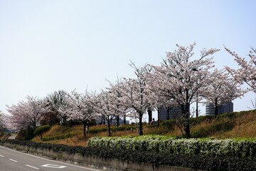 日本の河川敷の桜並木
