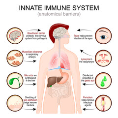 Innate immune system. anatomical barriers. man silhouette with Internal organs. Blood brain barrier
protects the nervous system from pathogens.  - obrazy, fototapety, plakaty