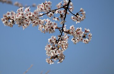 日本の美しい桜の花のクローズアップ