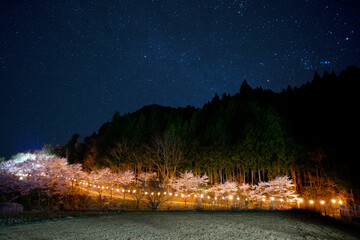 桜街道　ライトアップ　星空