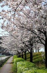 日本の美しい桜並木の風景