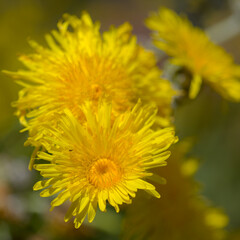Flora of Gran Canaria -  Sonchus acaulis, sow thistle endemic to central Canary Islands natural macro floral background

