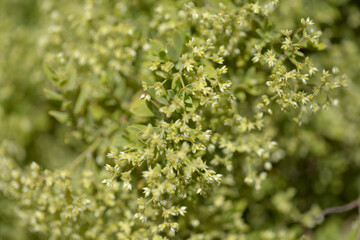 Flora of Gran Canaria - Paronychia canariensis, canarian nailwort, natural macro floral background
